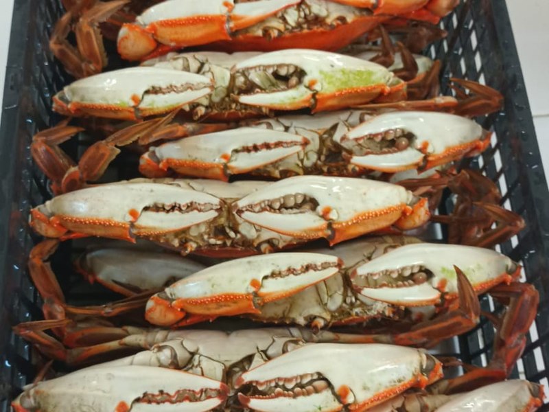 Colossal whole cooked frozen crabs, packed by the case