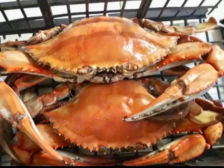 Whole cooked frozen blue crabs