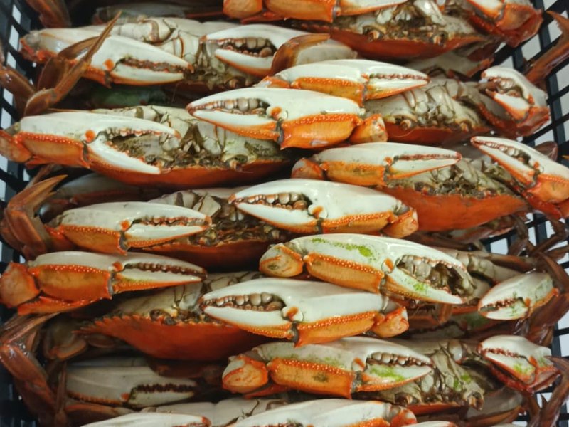 Jumbo whole cooked frozen crabs, packed by the case